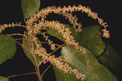 Mallotus philippensis